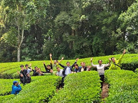 Participants in a tea plantation field.jpg