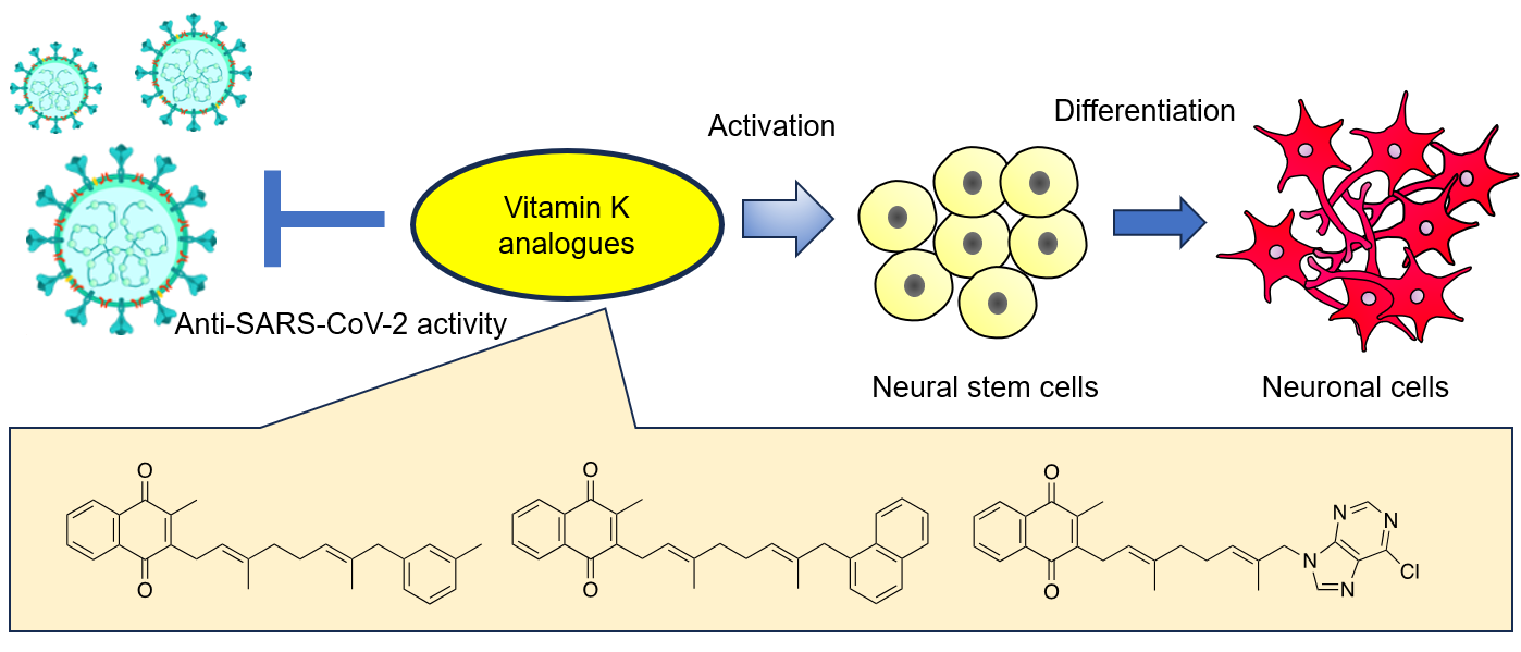 vitamin k derivatives.png