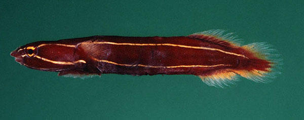 Lepadichthys_heemstraorum02.jpg