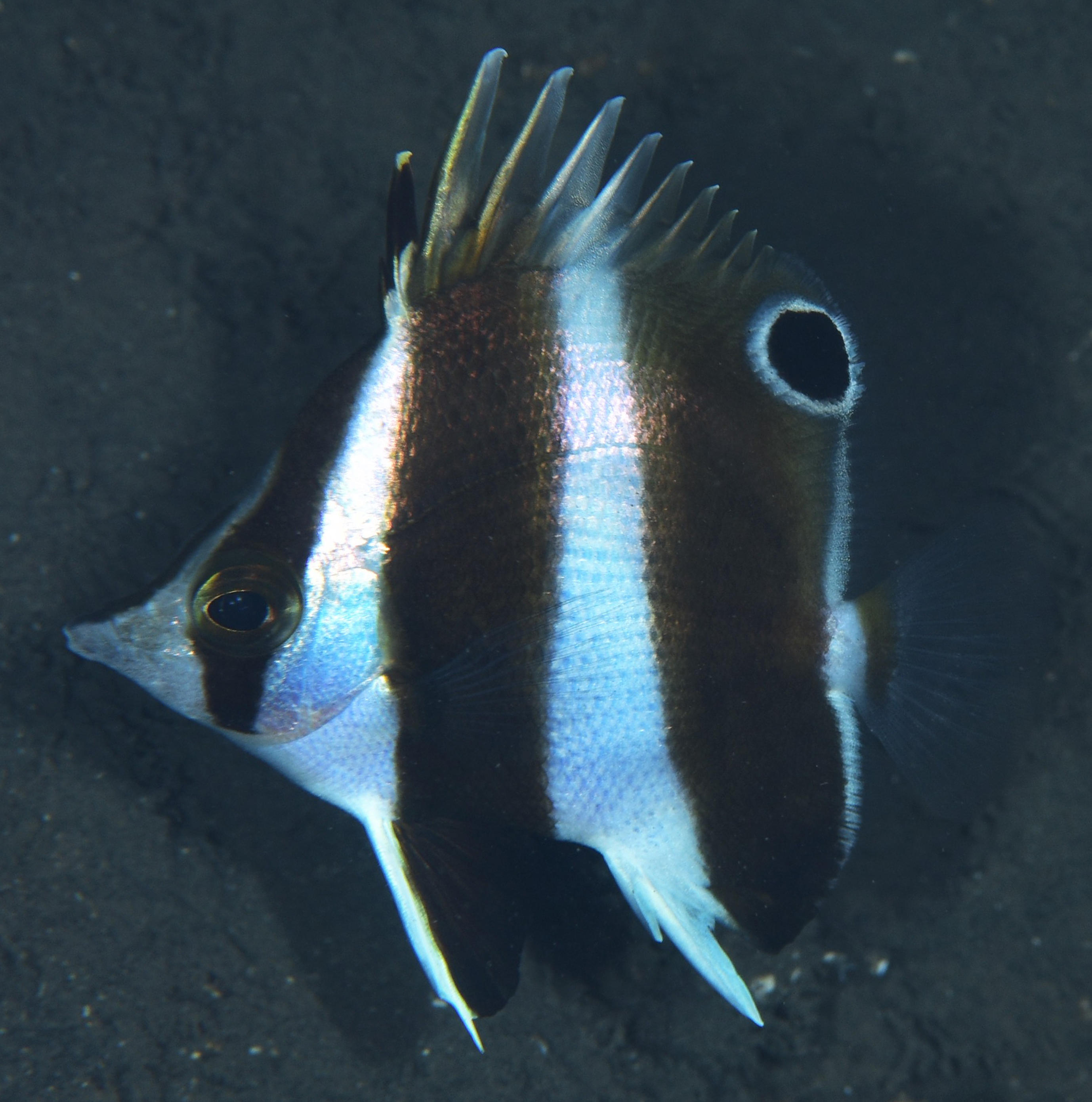 研究成果 総合研究博物館 海のパンダ 日本とフィリピンに生息するチョウチョウウオ科魚類の新種を発見 パンダゲンロクダイと命名 トピックス 国立大学法人 鹿児島大学 進取の気風にあふれる総合大学