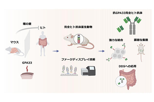 【理工研】ヒトとマウスに共通して作用する「腸管指向性・完全ヒト抗体」の創出に成功