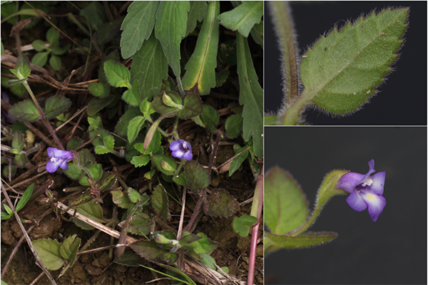 【理工研】日本新産となる植物「ナントウウリクサ」を沖縄県石垣島で発見