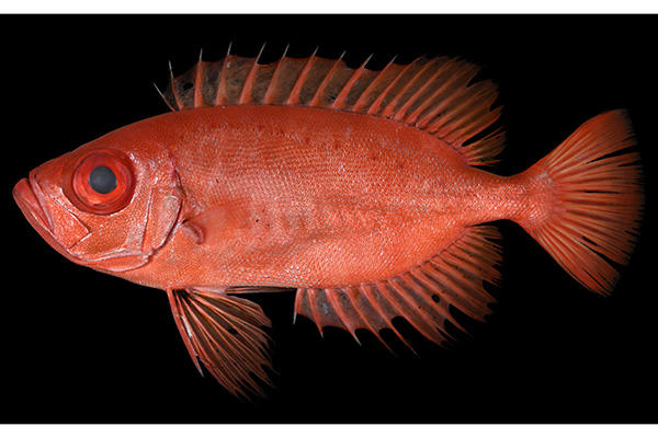 20260501holotype01.jpg