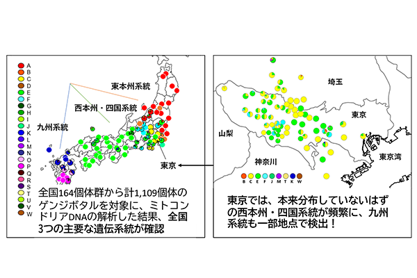 【理工研】人為的な移入が東京のゲンジボタルの地域的な遺伝構造をかく乱~ミトコンドリアDNA解析から判明~