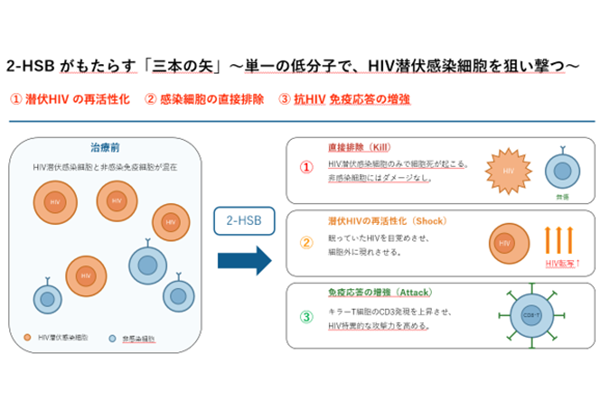 HIV潜伏感染細胞の排除に向けた新規低分子化合物を発見