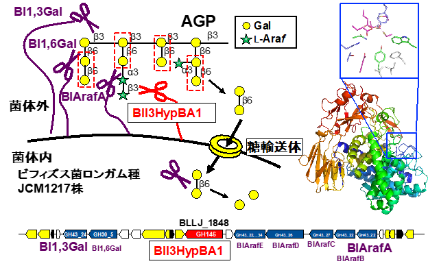植物多糖の末端に存在するβ-L-アラビノフラノースを切断する新たなビフィズス菌酵素の発見
