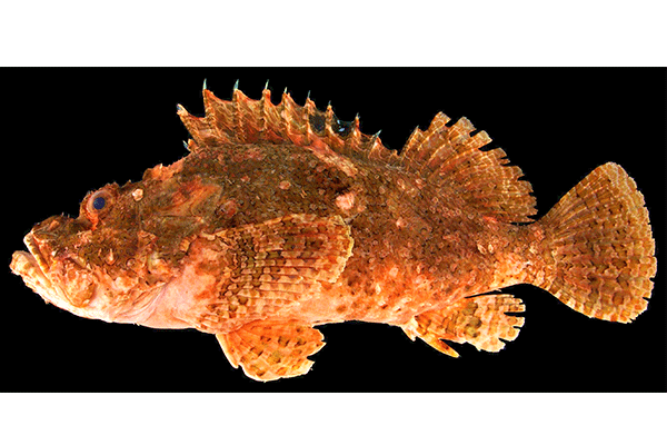 【博物館】鹿児島県産標本などに基づき大型のフサカサゴ科魚類を新種記載、「ダイオウカサゴ」と命名