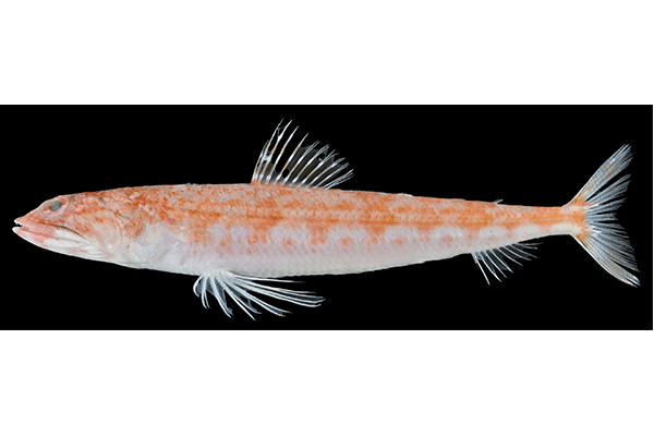 【博物館・連合農学研究科】実体不明のエソ科魚類、実は新種だった!「ハレギエソ」と命名