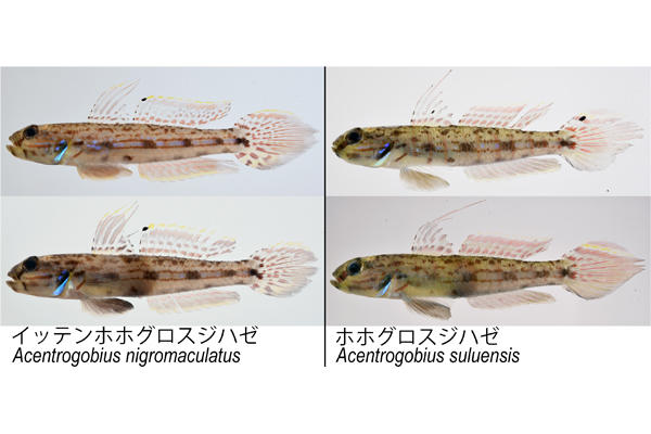 【博物館・連合農学研究科】点があります。イッテンホホグロスジハゼ