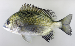 fish03.jpg