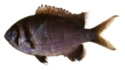 fish05.jpg