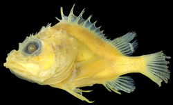 fish07.jpg