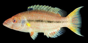 20200219_Oxycheilinus_arenatus_KAUMI.jpg