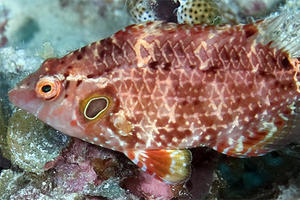 【博物館】インド・西太平洋に広く分布するベラ科魚類の新種を発見、国内では屋久島以南に分布