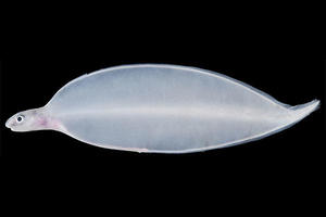 【博物館】日本初記録となるアナゴ科魚類のレプトセファルス幼生を確認、「ナンヨウオキアナゴ」と命名