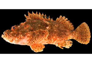 【博物館】鹿児島県産標本などに基づき大型のフサカサゴ科魚類を新種記載、「ダイオウカサゴ」と命名