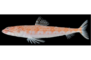 【博物館・連合農学研究科】実体不明のエソ科魚類、実は新種だった！「ハレギエソ」と命名
