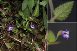 【理工研】日本新産となる植物「ナントウウリクサ」を沖縄県石垣島で発見