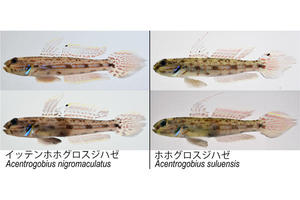 【博物館・連合農学研究科】点があります。イッテンホホグロスジハゼ