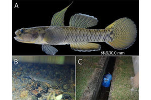 【博物館・連合農学研究科】町のドブからお宝発見。マレーシアから新種のハゼ。