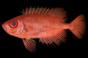 【博物館・連合農学研究科】新種のキントキダイ属魚類を発見、Priacanthus starnesiと命名