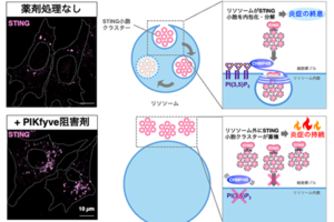 【医歯研】自然免疫の炎症シグナルの終息を制御する新たな脂質　タンパク質相互作用を発見
