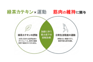 【医学部】継続的な緑茶カテキンの摂取と運動の併用により筋力が維持される可能性を確認