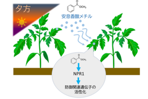 植物は夕方に「香り」で防御態勢を整える　植物間コミュニケーションを担う新たな空気中シグナルを発見