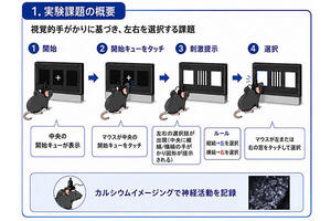 意思決定の進行を映し出す内側前頭前皮質の神経活動　マウスの脳内で繰り返し現れる活動パターンを発見