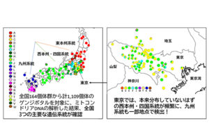 【理工研】人為的な移入が東京のゲンジボタルの地域的な遺伝構造をかく乱～ミトコンドリアDNA解析から判明～