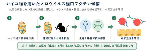 【農学部】ノロウイルス抗原をつくるカイコ蛹を食べて抗体を誘導―抗原を精製せずに用いる経口ワクチン候補の可能性をマウスで確認―