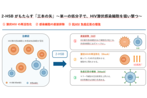 HIV潜伏感染細胞の排除に向けた新規低分子化合物を発見