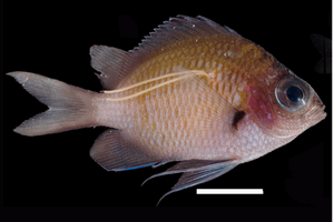 魚の